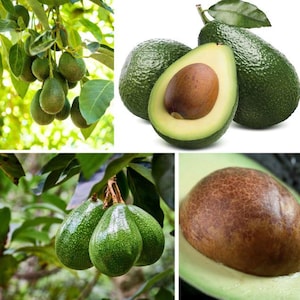 03+ Ceylon Organic Avocado Butter Fruit Planting Seeds ( Persea americana ) High Germination Free shipping