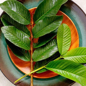 100 Guava Leaves, Fresh Green Dried, Psidium Guava Leaf, Best Natural Herbal Guava Tea, 100% Organic From Ceylon