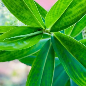 1KG Organic Dehydrated Insulin Plant Dried Leaves Powder / ( Costus Igneus ) Thebu