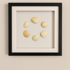 May include: A framed artwork featuring six seashells arranged in a circular pattern. The shells vary in size and shape, with creamy beige tones. The artwork is set against a white background within a black frame, creating a minimalist aesthetic.