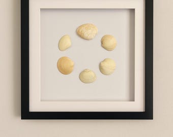 Clam Circle - Contemporary circular clam shell artwork