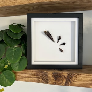 May include: A black framed artwork displaying several dark brown, pointed objects against a white backdrop. The arrangement of the objects creates a minimalist design. The artwork is displayed on a wooden shelf, adding a natural element.