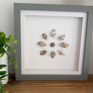 May include: A square shadow box frame with a grey border and white matting containing eight small, tan and brown patterned seashells arranged in a circular pattern around a single, darker, textured shell in the centre of the display.