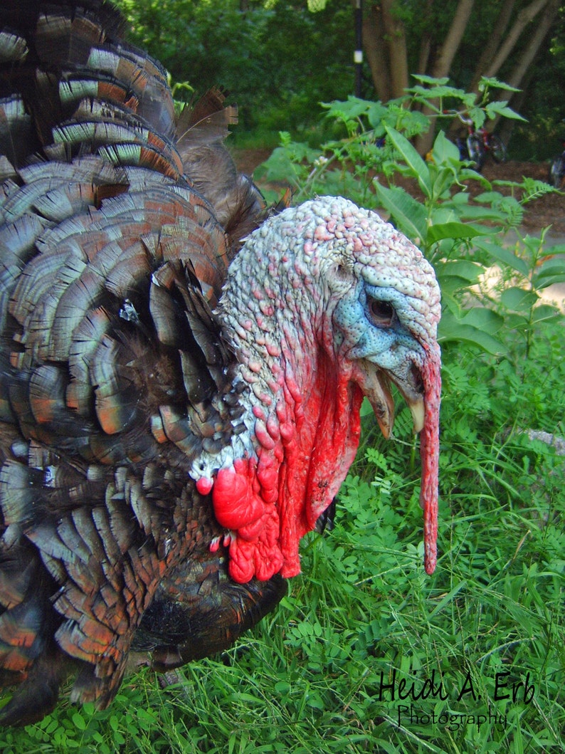 Turkey note card thanksgiving note card Wildlife | Etsy