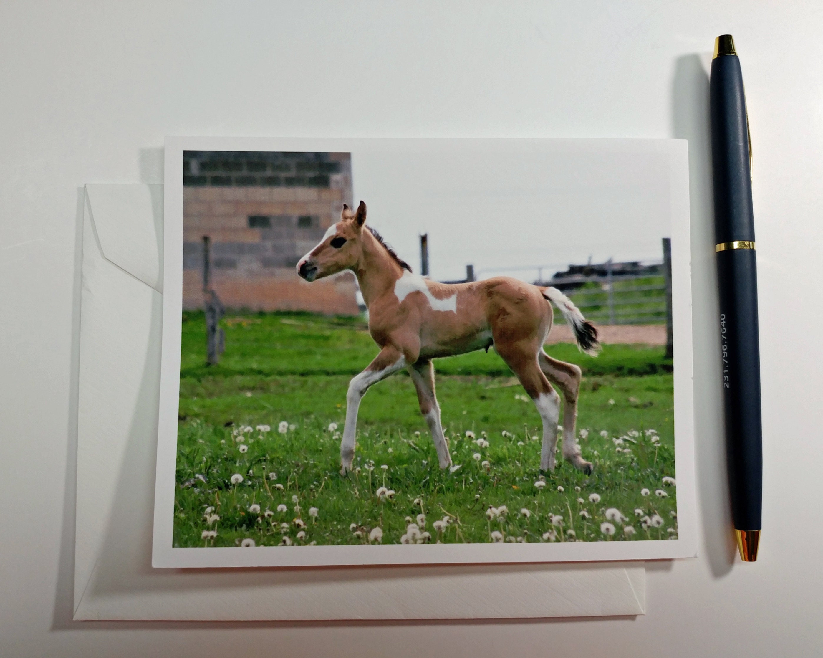 Horse note Card Blank Note Cards Photo Cards Paint foal Etsy