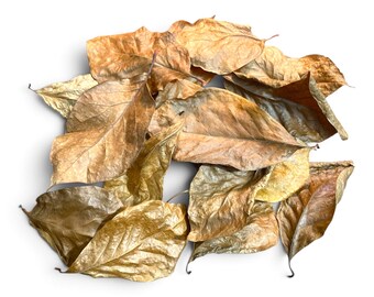 Magnolia Leaf litter