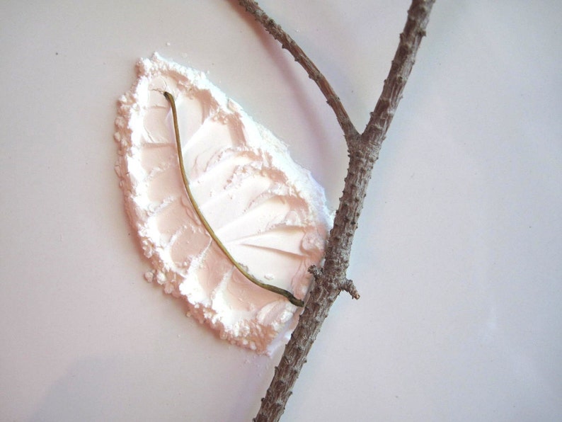 May include: A close-up of a brown twig with a white powder substance on a white background. The powder is in the shape of a leaf.