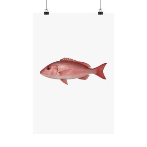 Stampa di dentice rosso, poster da parete con dentice rosso 12x18, arte della pesca in mare, decorazione per la pesca, regalo per pescatori