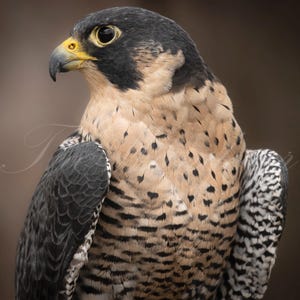 Peregrine Falcon Print