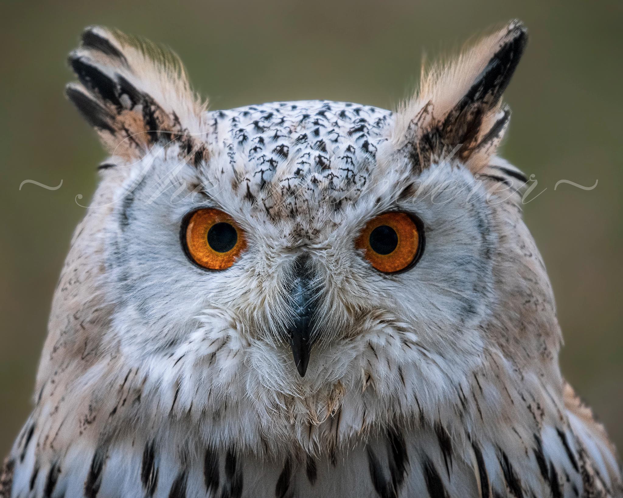 Siberian Eagle Owl| 8x10 Photo Print
