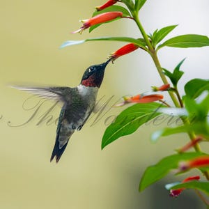 May include: A ruby-throated hummingbird in flight, approaching a cluster of orange tubular flowers. The bird has iridescent green feathers, a red throat, and a black head. The image is set against a soft, blurred background of green and yellow.