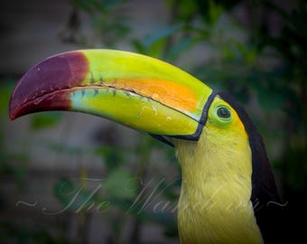 Colorful Toucan| 8x10| Photo Print