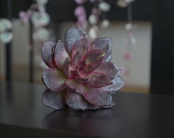 Echeveria Camile Claudel Recently Imported (No Roots)