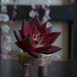 2&quot;Echeveria Luming Recently Imported (No Roots)