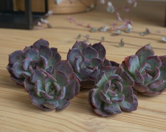 1&quot; Echeveria Persephone Recently Imported (No Roots) (1)