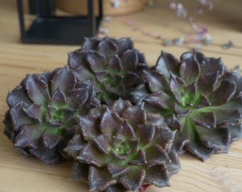 Echeveria Black Madiba Recently Imported (No Roots) (1)