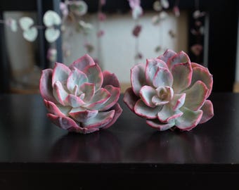 Echeveria Variegated Pink Harin Recently Imported (No Roots) (1)