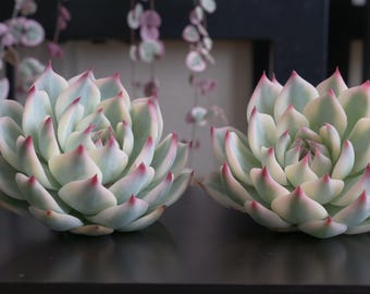 4&quot; Echeveria Chihuahuaensis variegata Recently Imported (No Roots) (1)