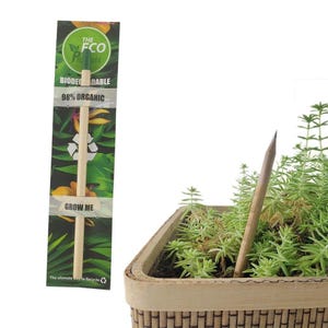 Plantable Pencils Set – Eco Friendly HB Graphite Unsharpened Gifts for Kids, Teachers & Garden Lovers