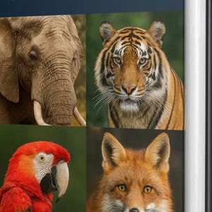 Puede incluir: Portada de libro con el título "RÈGNE ANIMAL" en blanco. Presenta imágenes de un elefante, un tigre, un loro rojo y un zorro. Los animales se muestran sobre un fondo azul oscuro.