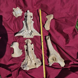 May include: A collection of six off-white, weathered animal bones of varying shapes and sizes, including two large sacrum-like structures, arranged alongside a yellow measuring tape that indicates a length of approximately 24 inches.