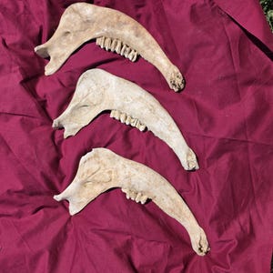 May include: Three beige animal jawbones arranged vertically, each featuring a curved structure with a set of visible teeth along the inner edge. The bones exhibit a weathered, textured surface with natural variations in colour and bone density.