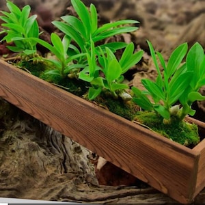 Cedar Window Planter Boxes