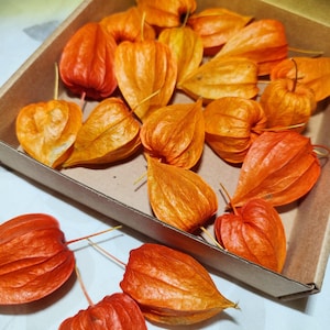 Könnte beinhalten: Eine Sammlung leuchtend orangefarbener Lampionblumen, Physalis alkekengi, in einer braunen Pappschachtel. Die zarten, papierartigen Hüllen der Blüten haben einen satten Orangeton, wobei einige eine hellere, gelb-orange Farbe aufweisen.