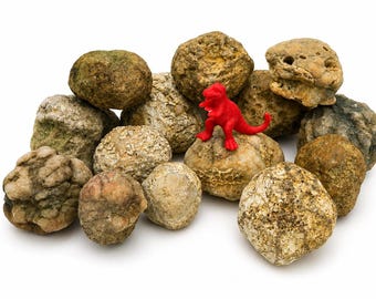 Conjunto de descubrimiento de geodas de Kentucky con dinosaurio rojo / Geodas naturales sin abrir / Colección de rocas educativas