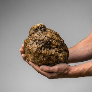 May include: A large, irregularly shaped, brown object with a rough, textured surface. The object is held in both hands against a gray background. The object appears to be a natural formation, possibly a rock or mineral.