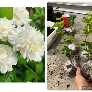 Jasmine grand Duke starter live plant.4”-6”. Read description