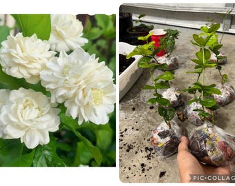 Jasmine grand Duke starter live plant.4”-6”. Read description