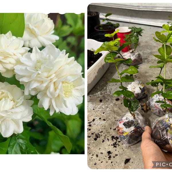 Jasmine grand Duke starter live plant.4”-6”. Read description
