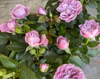 Light purple  mini rose starter live plant . Color as picture. 3”-6”. Read description