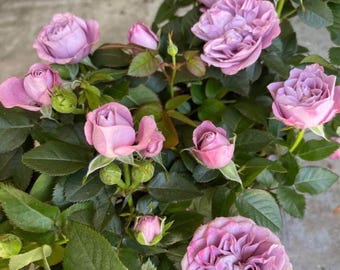 Purple small mini rose starter liveplant. Color as picture. 4”-8”. Read description