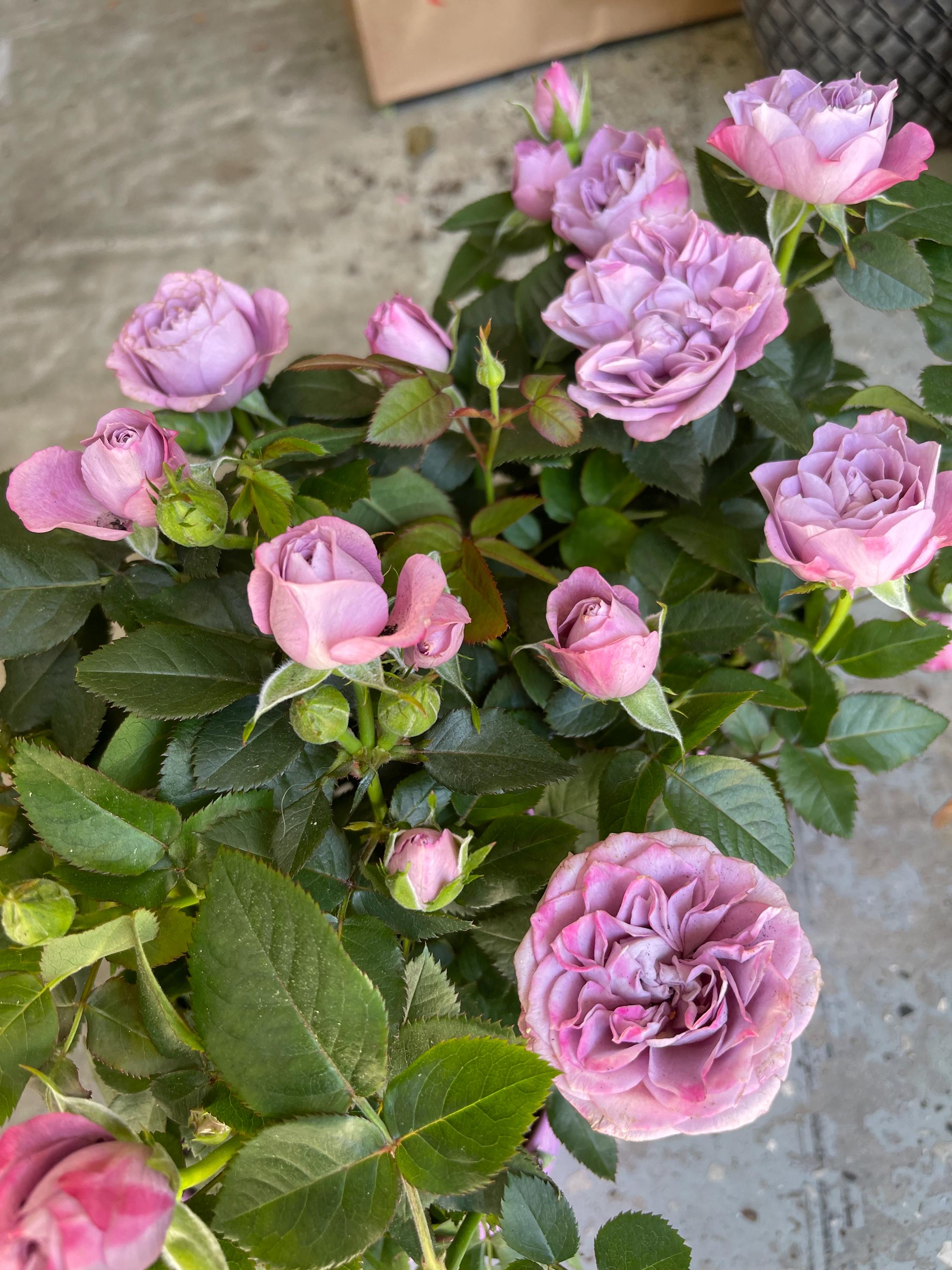 Small Purple mini  rose starter live  plant. Color as picture. 3”-6”. Read description