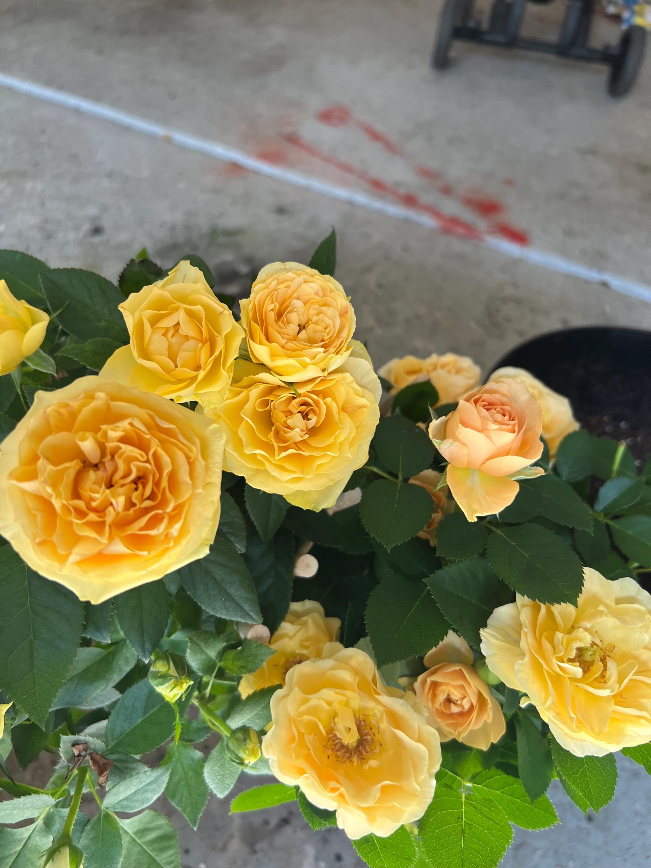 Yellow mini  rose starter live plant Color as picture. 3”-6”. Read description