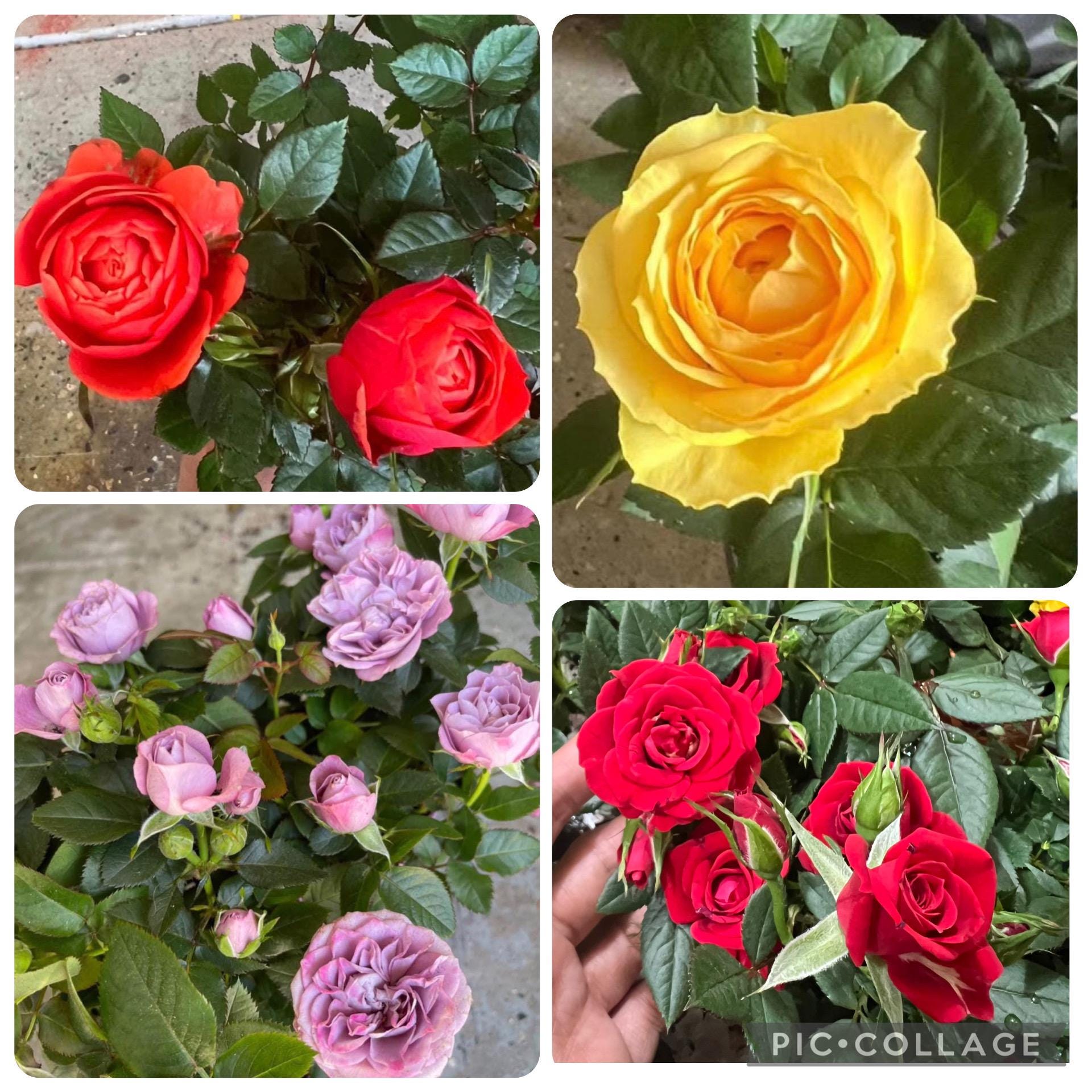 Small Stem Roses Type 4 Small Mini Rose Starter Live Plants. Colors as Picture. 4”-8”. Read ...