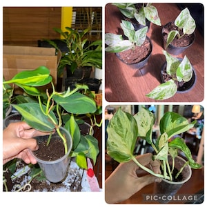 Pothos Seeds - Etsy