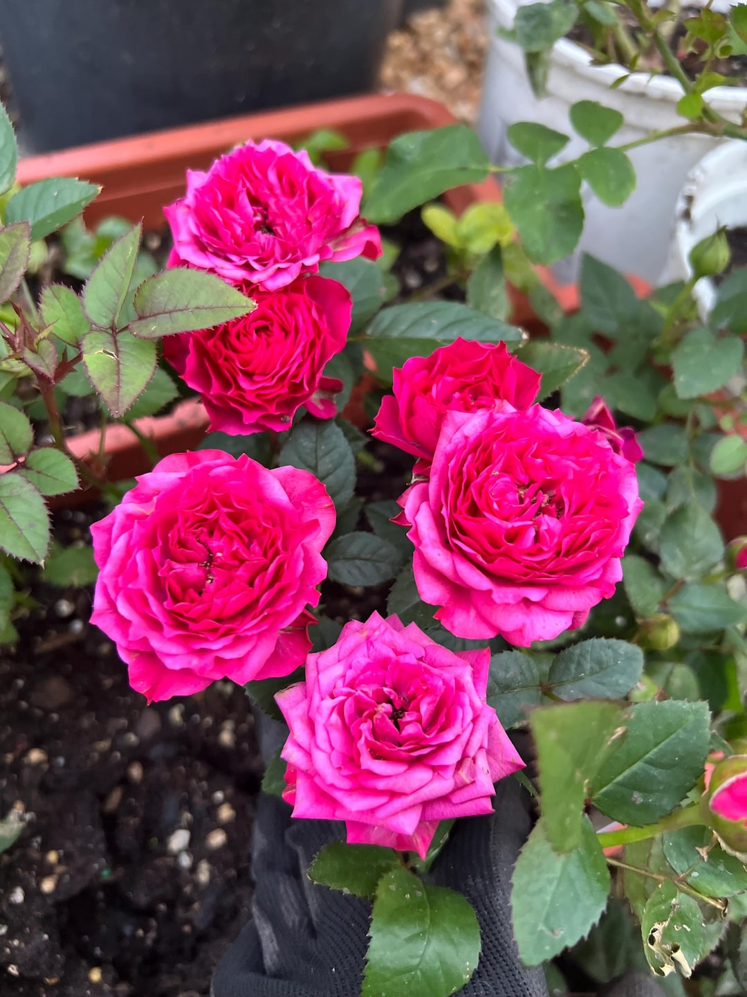 Small Deep Roses Deep Pink Mini Rose Small Starter Live Plant. Color as Picture 3”-6 ...