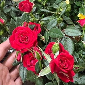 May include: Close-up of vibrant red roses in full bloom, surrounded by lush green leaves. Several rose buds are also visible. The image showcases the beauty of the rose plant.