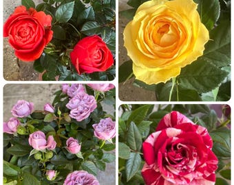 4 mini rosas vivas para iniciar. Color como en la imagen. 7,6-15,2 cm