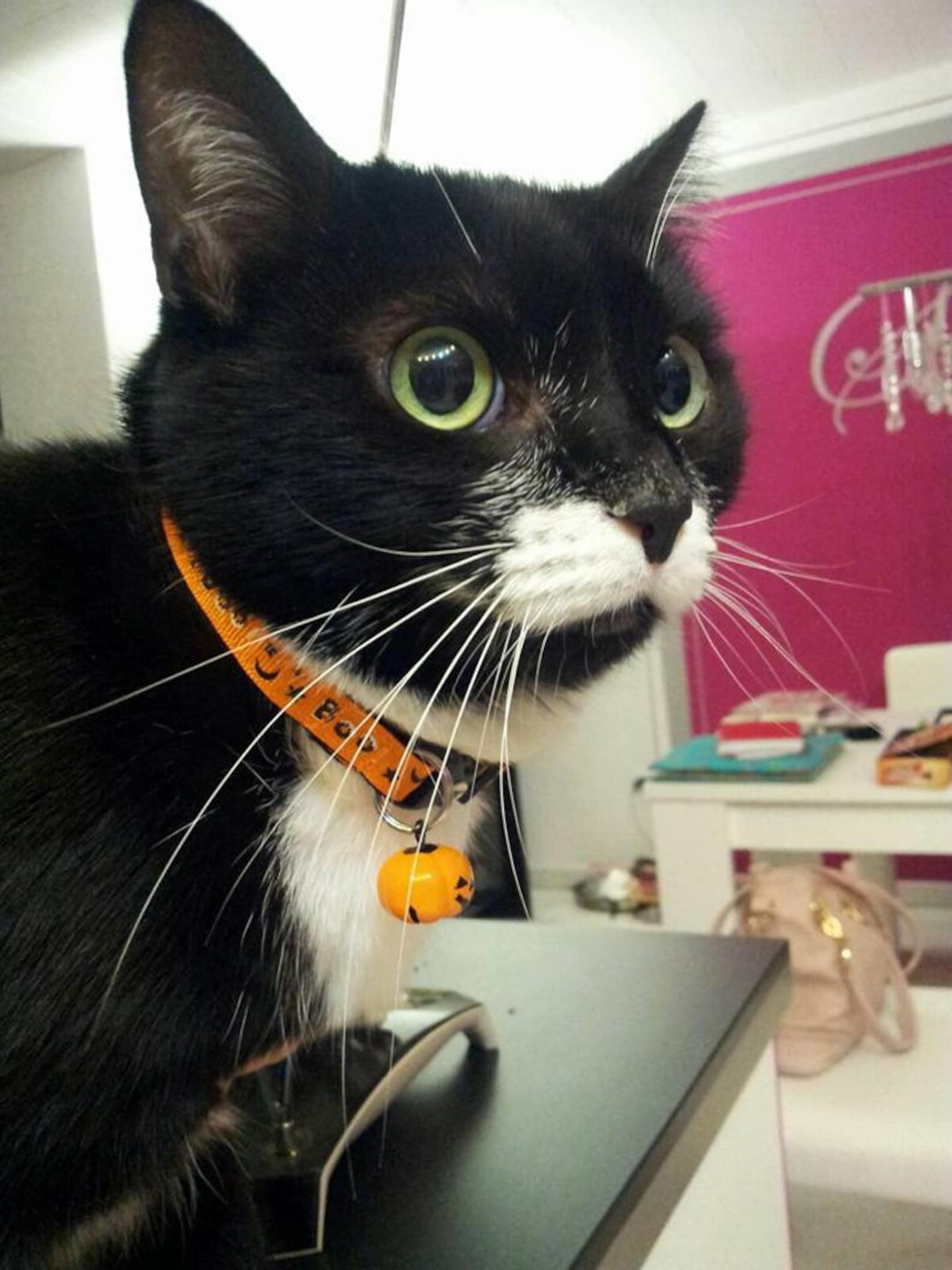 Cat Bells Special Character Jingle Bells Cat Collar Bells Etsy