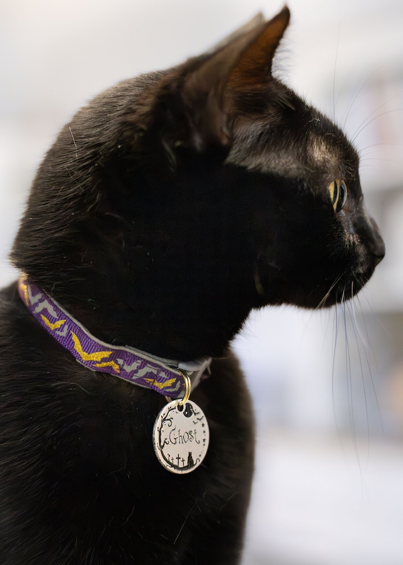 Pu&ograve; includere: Un gatto nero con un collare viola e oro e un'etichetta argentata che dice "Ghost". Il gatto sta guardando a destra.