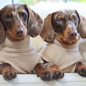 May include: Two Dachshund dogs wearing beige ribbed sweaters. One dog has brown and white markings, the other has blue eyes and brown and white markings. They are sitting on a white surface.