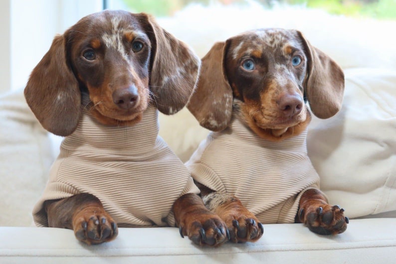 May include: Two Dachshund dogs wearing beige ribbed sweaters. One dog has brown and white markings, the other has blue eyes and brown and white markings. They are sitting on a white surface.