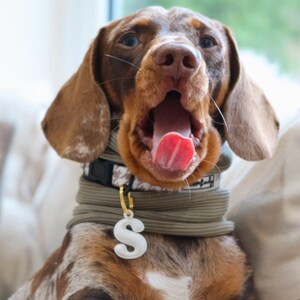 Ribbed Dog Snood | Dachshund Sausage Dog Clothes | Multiple Colours Available bild 4