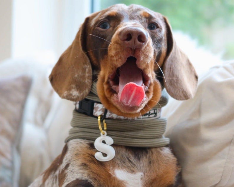Ribbed Dog Snood | Dachshund Sausage Dog Clothes | Multiple Colours Available bild 4
