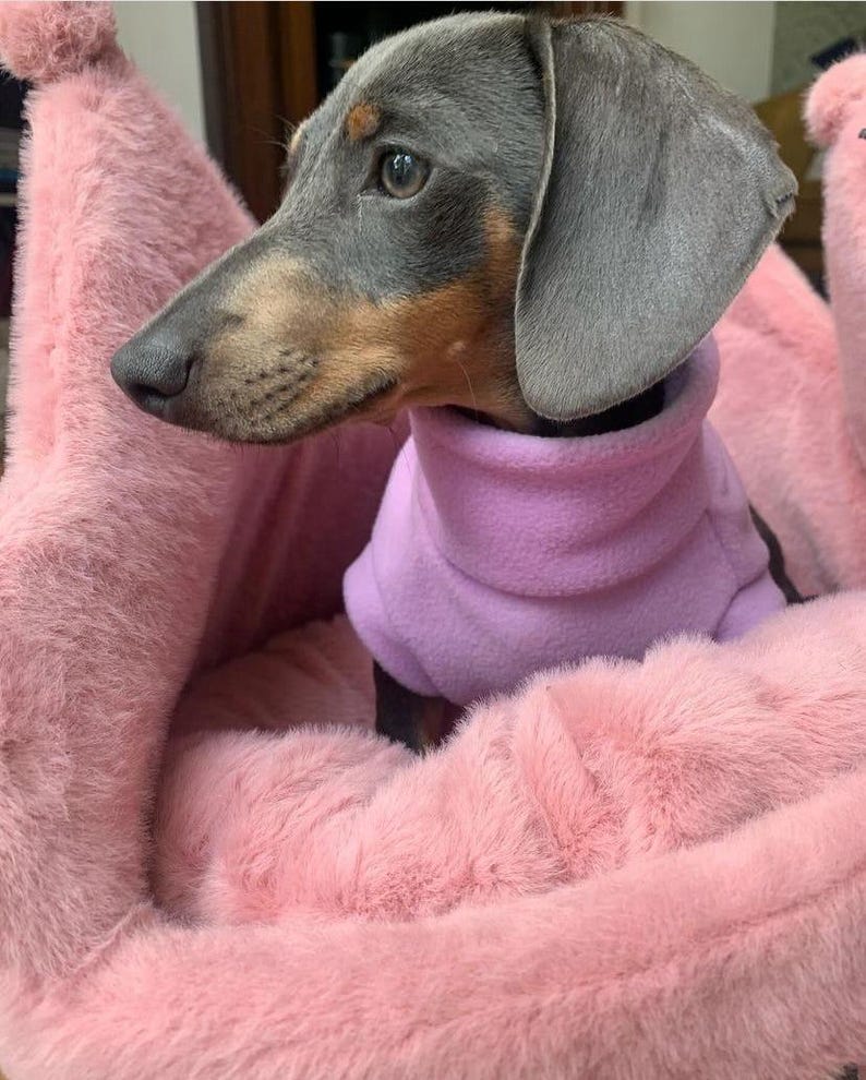 May include: A Dachshund dog with gray fur and a brown snout wearing a light purple fleece hoodie. The dog is nestled in a fluffy, pink pet bed with a soft, plush texture, creating a cozy and comfortable environment.