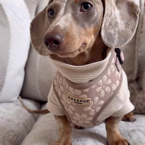 May include: A Dachshund dog wearing a beige and brown floral patterned harness and sweater. The harness has the text "COCOPUP London". The dog is sitting on a striped sofa.